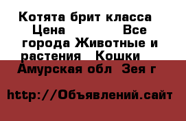 Котята брит класса › Цена ­ 20 000 - Все города Животные и растения » Кошки   . Амурская обл.,Зея г.